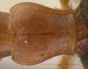 Media type: image;   Entomology 31774 Aspect: pronotum dorsal